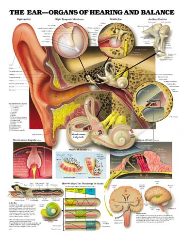 anatomical-ear-organs-of-hearing-and-balance-chart
