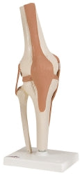 functional-knee-joint-model