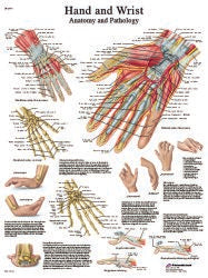 anatomical-hand-amp-wrist-chart