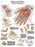 anatomical-hand-amp-wrist-chart