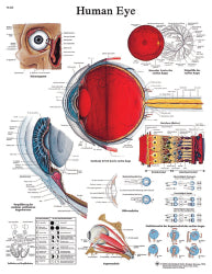 3b-scientific-reg-anatomical-chart-human-eye