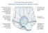 healthdri-trade-female-protective-underwear-size-10