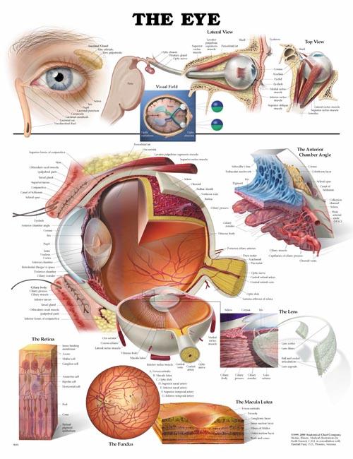 anatomical-eye-chart