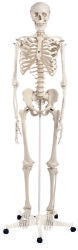 3b-reg-stan-classic-skeleton-model